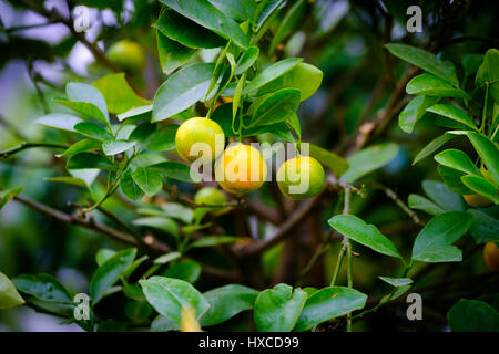 Früchte der Mandarine auf dem Ast Stockfoto