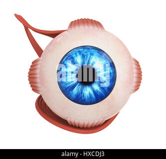 Menschliche Auge extraokularen Muskeln Stockfoto