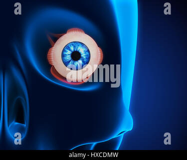 Menschliche Auge extraokularen Muskeln Stockfoto