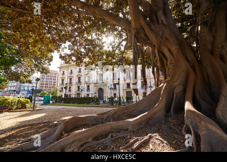 Valencia La Glorieta Park großer Ficus-Baum in Spanien Stockfoto