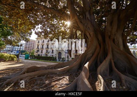 Valencia La Glorieta Park großer Ficus-Baum in Spanien Stockfoto