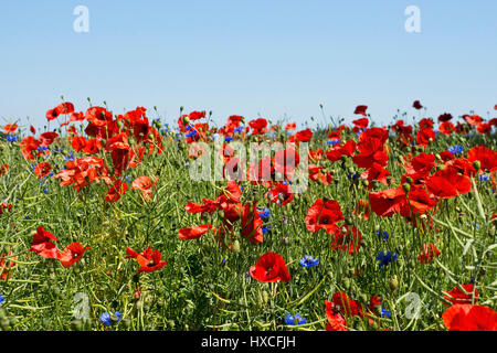 Clap Mohn (Papaver Rhoeas) und Kornblumen (Centaurea Cyanus) auf einem Feld in Mecklenburg-Vorpommern, Mohn (Papaver Rhoeas) und Kornblume (Cent Stockfoto