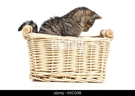 Junge Katze in einem Korb, Spachtelmassen in einem Korb |, Junge Katze in Einem Korb | Kätzchen in einem Korb | Stockfoto