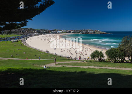 Allgemeiner Blick auf Bondi Beach aus dem Grasgebiet, bekannt als Bondi Park, Sydney, NSW, Australien. Eine beliebte Gegend für Picknicks, entspannende und aussichtsreiche Ausblicke Stockfoto