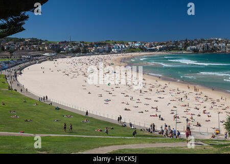 Allgemeiner Blick auf Bondi Beach aus dem Grasgebiet, bekannt als Bondi Park, Sydney, NSW, Australien. Eine beliebte Gegend für Picknicks, entspannende und aussichtsreiche Ausblicke Stockfoto