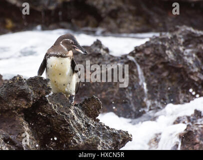 Galápagos-Pinguin (Spheniscus mendiculus) stehen auf dem felsigen Ufer in den Galapagos Inseln. Stockfoto