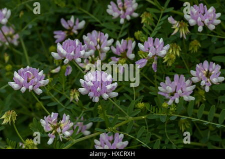 Blick aus einem Cluster von Krone Wicke, Vicia Sativa oder Coronilla Varia Wildblumen auf der Wiese, Sofia, Bulgarien Stockfoto