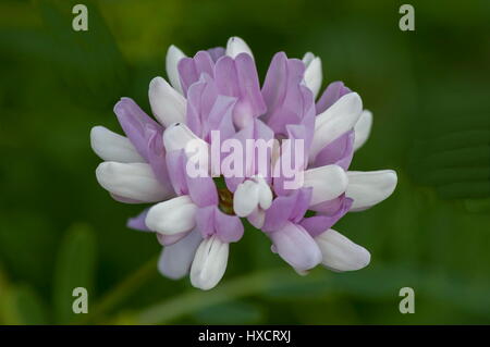 Blick aus einem Cluster von Krone Wicke, Vicia Sativa oder Coronilla Varia Wildblumen auf der Wiese, Sofia, Bulgarien Stockfoto