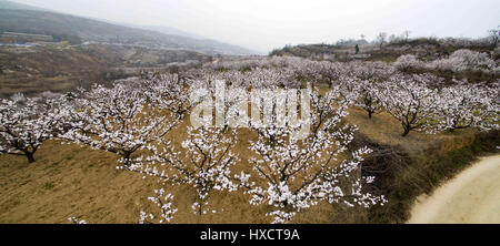 24. März 2017 - XI, Xi ' an, China - Xi ' an, CHINA-März 24 2017: (nur zur redaktionellen Verwendung. CHINA HERAUS). Apricot Blumen blühen in Lantian Grafschaft, Xi ' an, Nordwesten der chinesischen Provinz Shaanxi, 24. März 2017. Bildnachweis: SIPA Asien/ZUMA Draht/Alamy Live-Nachrichten Stockfoto