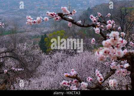 24. März 2017 - XI, Xi ' an, China - Xi ' an, CHINA-März 24 2017: (nur zur redaktionellen Verwendung. CHINA HERAUS). Apricot Blumen blühen in Lantian Grafschaft, Xi ' an, Nordwesten der chinesischen Provinz Shaanxi, 24. März 2017. Bildnachweis: SIPA Asien/ZUMA Draht/Alamy Live-Nachrichten Stockfoto