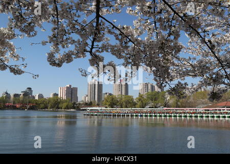 Peking, China. 26. März 2017. Kirschrote Blüten blühen im Yuyuantan Park in Peking, Hauptstadt von China, 26. März 2017. Bildnachweis: Liu Xianguo/Xinhua/Alamy Live-Nachrichten Stockfoto