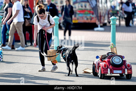 Brighton, UK. 27. März 2017. Loki der Hund fährt mit seinem Auto an Brighton Strandpromenade heute Nachmittag an einem schönen sonnigen Tag im Vereinigten Königreich. Loki wurde gefilmt, für ein ITV zeigen später in diesem Sommer Credit Sendetermin: Simon Dack/Alamy Live News Stockfoto