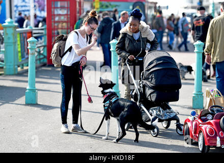 Brighton, UK. 27. März 2017. Loki der Hund fährt mit seinem Auto an Brighton Strandpromenade heute Nachmittag an einem schönen sonnigen Tag im Vereinigten Königreich. Loki wurde gefilmt, für ein ITV zeigen später in diesem Sommer Credit Sendetermin: Simon Dack/Alamy Live News Stockfoto