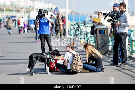 Brighton, UK. 27. März 2017. Loki der Hund fährt mit seinem Auto an Brighton Strandpromenade heute Nachmittag an einem schönen sonnigen Tag im Vereinigten Königreich. Loki wurde gefilmt, für ein ITV zeigen später in diesem Sommer Credit Sendetermin: Simon Dack/Alamy Live News Stockfoto