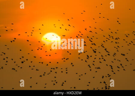 Aberystwyth, Wales, UK. 27. März 2017 UK Wetter: endgültige Starling-Murmurations der Saison in Aberystwyth - wenn die Sonne untergeht dramatisch über das Meer in Aberystwyth, die letzten Herden der winzigen Stare zurück für die letzten paar Abende zum Schlafplatz über Nacht für die Sicherheit und Wärme auf den Wald von Gusseisen Beine unter der Stadt viktorianischen Seestadt Pier auf der West Wales Küste von Cardigan Bay , UK. Bildnachweis: Keith Morris/Alamy Live-Nachrichten Stockfoto