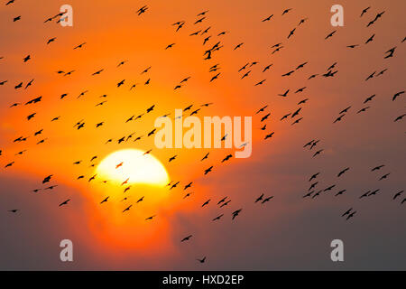 Aberystwyth, Wales, UK. 27. März 2017 UK Wetter: endgültige Starling-Murmurations der Saison in Aberystwyth - wenn die Sonne untergeht dramatisch über das Meer in Aberystwyth, die letzten Herden der winzigen Stare zurück für die letzten paar Abende zum Schlafplatz über Nacht für die Sicherheit und Wärme auf den Wald von Gusseisen Beine unter der Stadt viktorianischen Seestadt Pier auf der West Wales Küste von Cardigan Bay , UK. Bildnachweis: Keith Morris/Alamy Live-Nachrichten Stockfoto