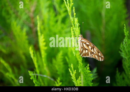 Asuncion, Paraguay. März 2017. Ein Golf-Fritillar oder Passionsfalter (Agraulis vanillae), der auf einem Blatt Thuja oder Oriental Arborvitae (Thuja orientalis) sitzt, wird an sonnigen Tagen in Asuncion, Paraguay, gesehen. Anm.: Andre M. Chang/Alamy Live News Stockfoto