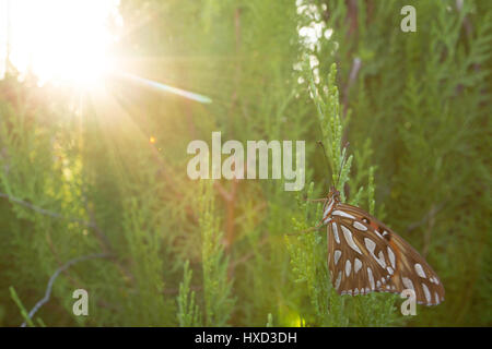 Asuncion, Paraguay. März 2017. Ein Golf-Fritillar oder Passionsfalter (Agraulis vanillae), der auf einem Blatt Thuja oder Oriental Arborvitae (Thuja orientalis) sitzt, wird an sonnigen Tagen in Asuncion, Paraguay, gesehen. Anm.: Andre M. Chang/Alamy Live News Stockfoto