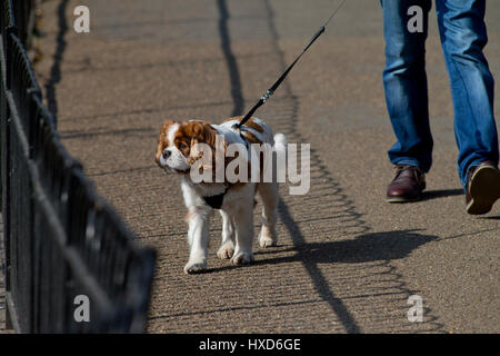 London, UK. 28. März 2017. UK-Wetter: Sonnig in London. Leute, die Spaß in St James Park, London. 28.03.17 Kredit: Sebastian Remme/Alamy Live-Nachrichten Stockfoto