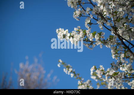 VEREINIGTES KÖNIGREICH. 28. März 2017. Frühling blühen Bäume in einem Park in London. Foto: Samstag, 25. März 2017. Foto Kredit Kredit lesen sollten: Roger Garfield/Alamy Live News Stockfoto