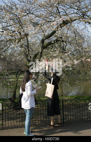 London, UK. 27. März 2017. Touristen fotografieren von Frühling Blüten auf einem Baum im Regents Park. Foto: Montag, 27. März 2017. Foto Kredit Kredit lesen sollten: Roger Garfield/Alamy Live News Stockfoto