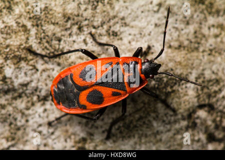 Pyrrhocoris apterus Stockfoto
