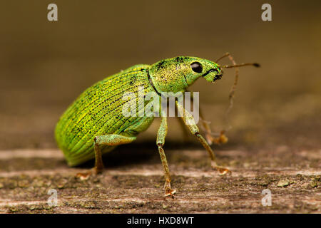 Schöne Makro Phyllobius Rüsselkäfer Stockfoto