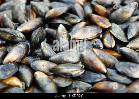 Miesmuscheln gewaschen und gereinigt fertig zum Kochen Stockfoto