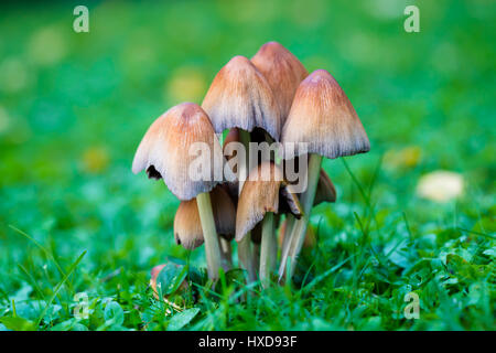 Coprinus Comatus geringer Tiefe Makro Stockfoto