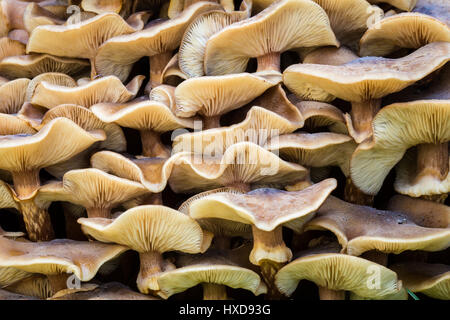 Hintergrundtextur von Pilzen Stockfoto