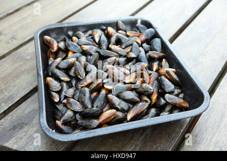 Miesmuscheln gewaschen und gereinigt fertig zum Kochen Stockfoto