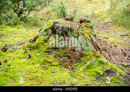 Alten gebrochenen Baumstumpf mit verschiedenen Arten von Moos in den grünen Wald Stockfoto