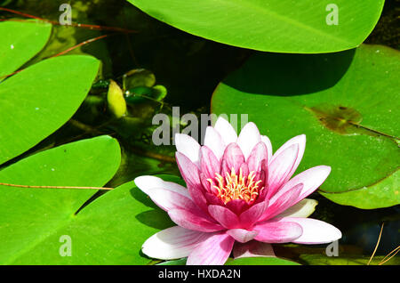 Rosa Lotusblume Ansicht und Blätter in den Teich. Stockfoto