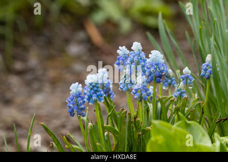 Weiße Knospen öffnen sich zu blauen Blumen geben zwei getönten Effekt in die Trauben Hyazinthe, Muscari Aucheri 'Mount Hood' Stockfoto