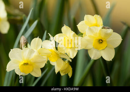 Zarte Blüten klein, Frühjahr blühen, leitete Multi Narzisse, Narcissus "Elritze" Stockfoto