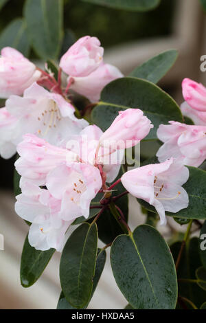 Del; icate rosa und weißen Frühlingsblumen von hardy immergrüner Strauch, Rhododendron "Brokat" Stockfoto