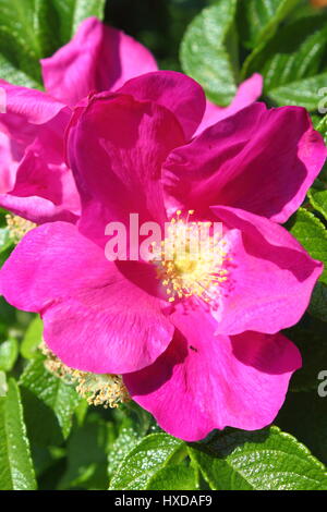 Lila Hund stieg Blume mit gelben Blütenstempel Stockfoto