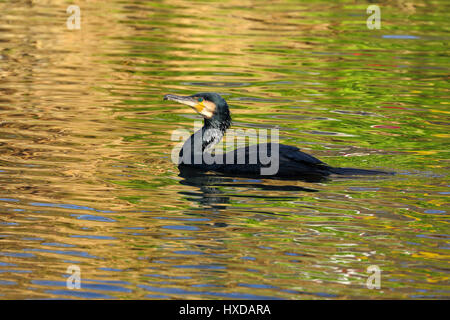 Großer Kormoran Phalacrocorax Carbo auf Stort Flussfischerei für Süßwasserfische Stockfoto
