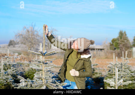 Glückliche junge Frau, die Auswahl ihrem Baum zu Weihnachten mit Abmessungen bis ein Kiefer-Bäumchen im funkelnden weißen Raureif im Freien auf einer kalten sonnigen Winter Mo beschichtet Stockfoto