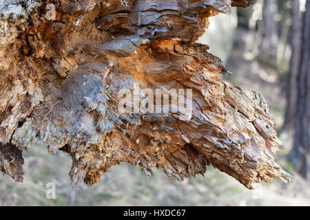 Detail eines gebrochenen Baumes Stockfoto