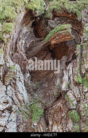 Herz eines Baumes Stockfoto