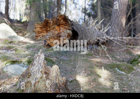 Umgestürzter Baum in einem Wald außerhalb von Vaxholm, Schweden Stockfoto