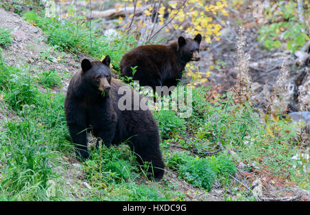 Eine Sau Schwarzbären (Ursus Americanus) und ihr junges im Herbst, Nordamerika Stockfoto