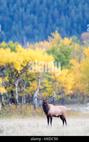 Ein Stier Elche (Cervus Canadensis) bugles vor Herbst Espe Bäume, Nordamerika Stockfoto