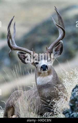 Eine ruhende Maultierhirsch (Odocoileus Hemionus), buck Nord Amerika Stockfoto