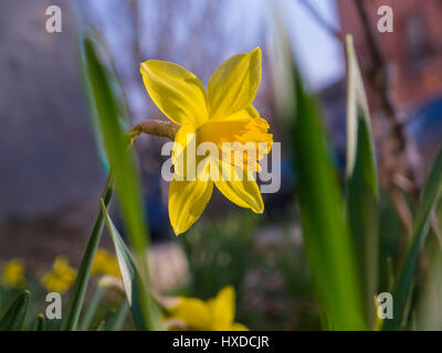 Die schönen blühende gelben Narzissen im Frühjahr Stockfoto