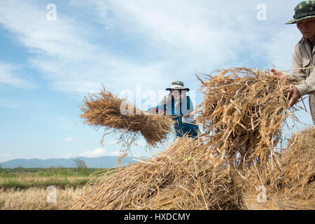 Reisbauer zu verdienen von Reis auf einem Reisfeld im Norden der Stadt Chiang Rai im Norden Thailands. Stockfoto