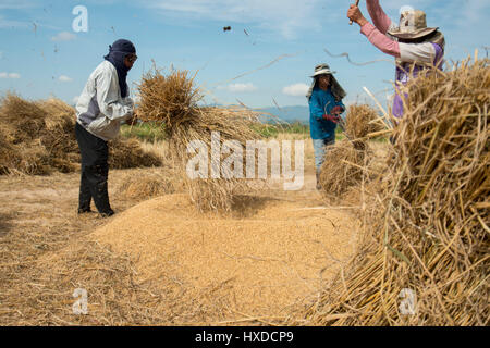 Reisbauer zu verdienen von Reis auf einem Reisfeld im Norden der Stadt Chiang Rai im Norden Thailands. Stockfoto