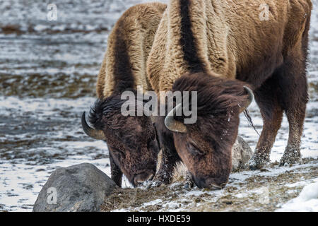 Zwei Büffel Weiden im Yellowstone National Park. Stockfoto