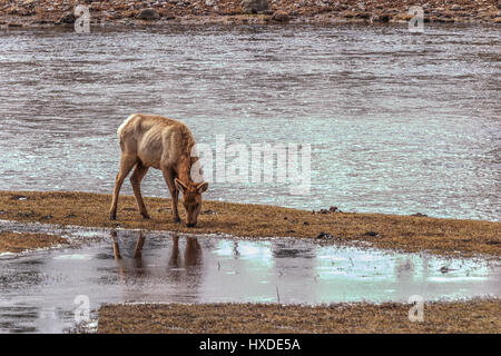 Einsamer Elch im Yellowstone-Nationalpark, Wyoming, USA. Stockfoto